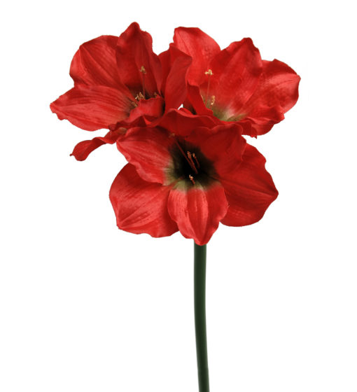 Amaryllis