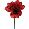 Amaryllis