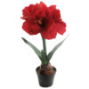 Amaryllis