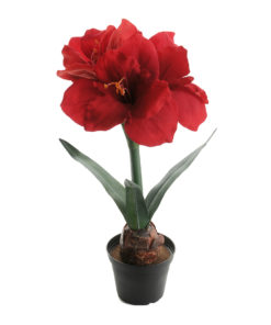 Amaryllis