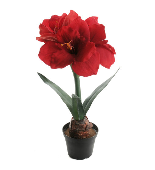 Amaryllis