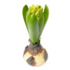 Hyacinth