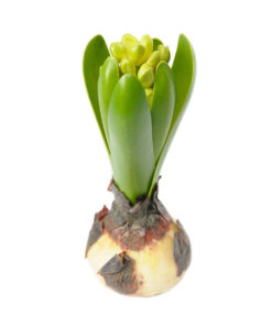 Hyacinth