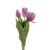 Tulipan