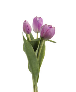 Tulipan