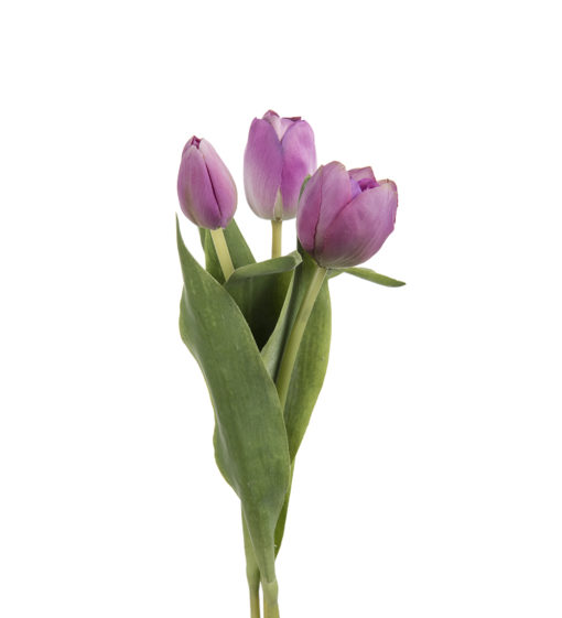 Tulipan