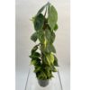 Philodendron Brasil mosstok - Treklater 19 cm