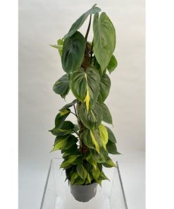 Philodendron Brasil mosstok - Treklater 19 cm