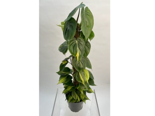 Philodendron Brasil mosstok - Treklater 19 cm