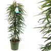 Ficus Binnendijkii - Bjørkefiken Alii 27 cm