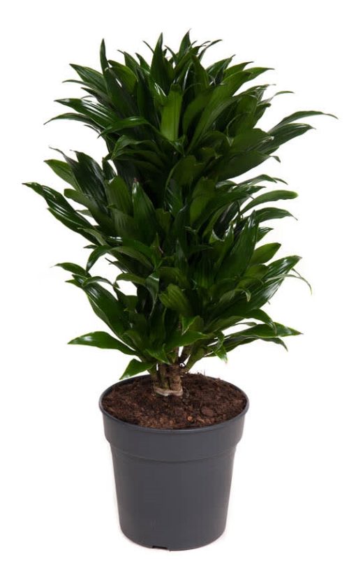 Dracaena Compacta - Dragetre grenet 21 cm