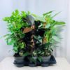 Philodendron 17 cm mosstok