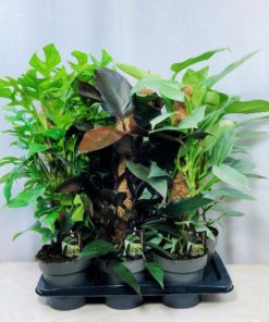 Philodendron 17 cm mosstok