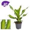 Dracaena Burley - Dragetre 24 cm