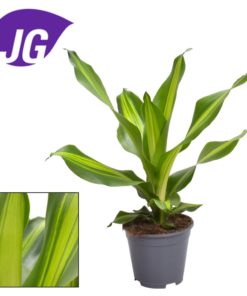 Dracaena Burley - Dragetre 24 cm