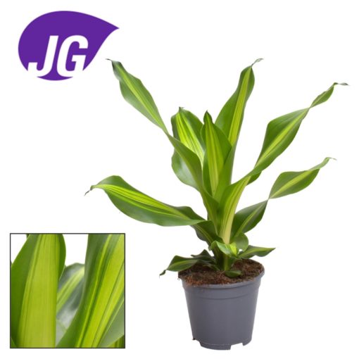 Dracaena Burley - Dragetre 24 cm