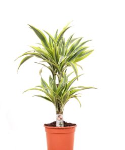 Dracaena Lemon Lime 2 stam - Dragetre 17 cm