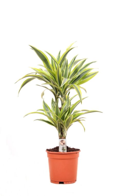 Dracaena Lemon Lime 2 stam - Dragetre 17 cm