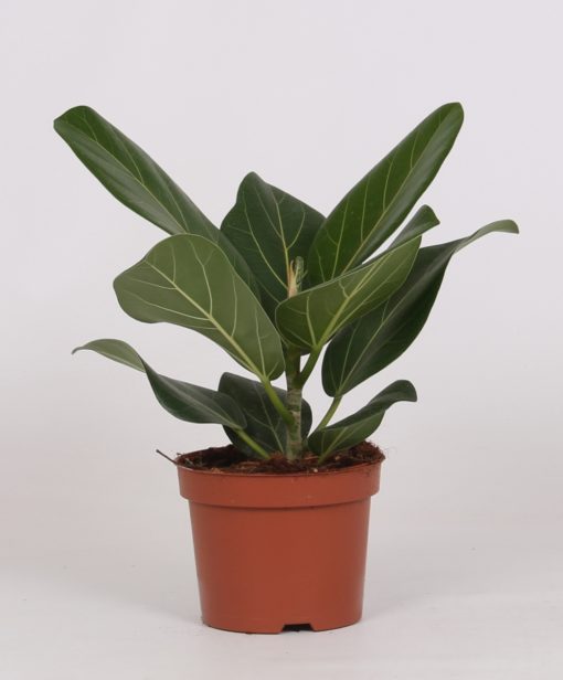 Ficus  Audrey - Poppelfiken 12 cm