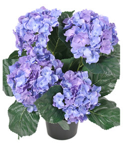 Hortensia