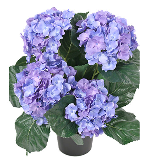 Hortensia