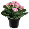 Kalanchoe