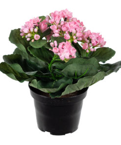 Kalanchoe