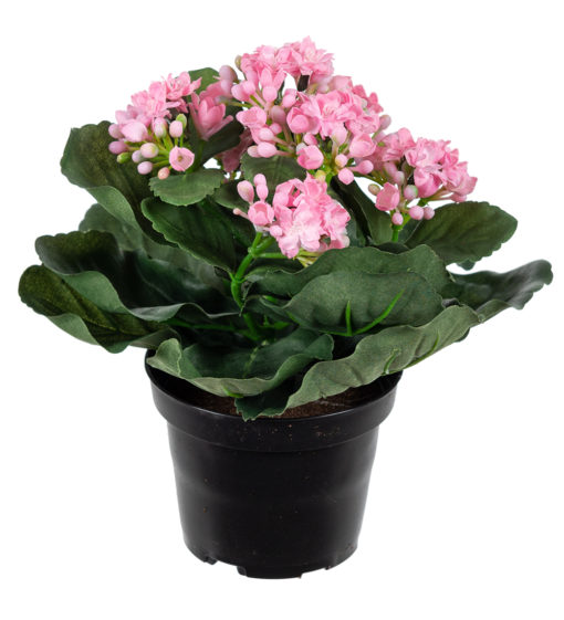 Kalanchoe