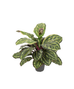 Maranta