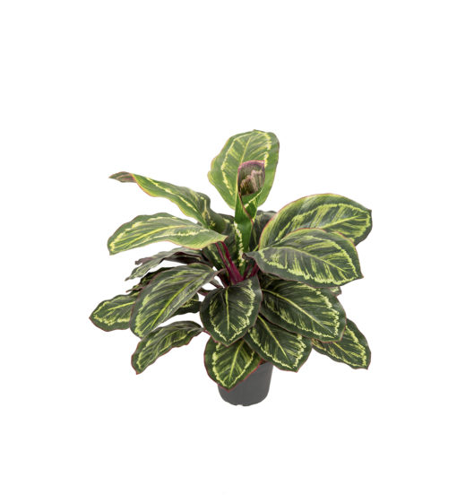 Maranta