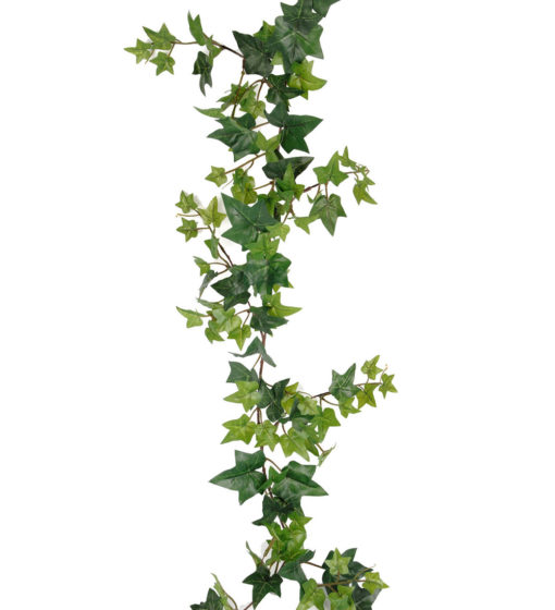 Hedera