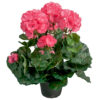 Pelargonia
