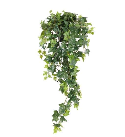 Hedera