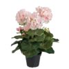 Pelargonia