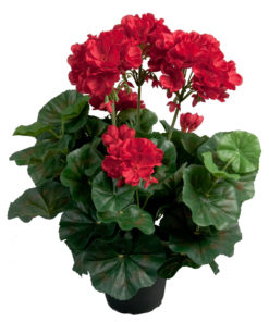 Pelargonia