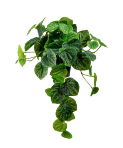 Peperomia