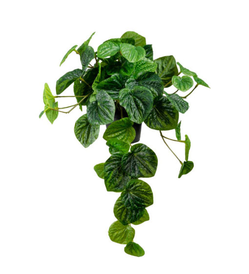 Peperomia