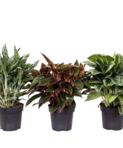 Aglaonema - Sjømannstrøst 19 cm