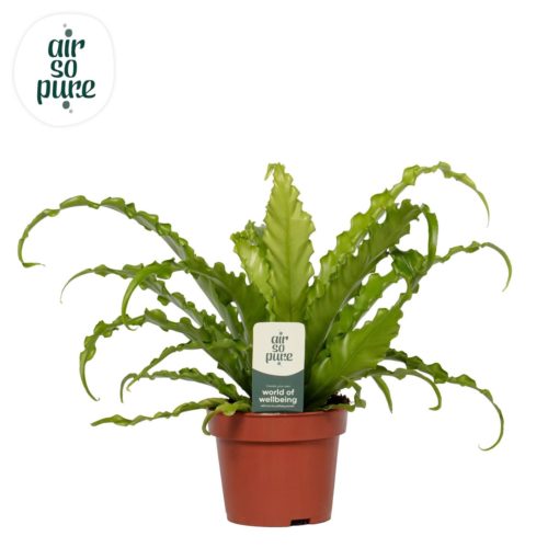 Asplenium Osaka - Fugleredebregne 12 cm