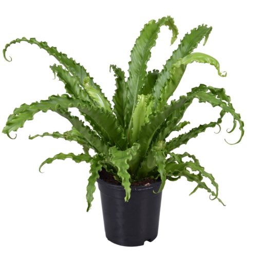 Asplenium Osaka - Fugleredebregne 17 cm