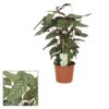 Ctenanthe Compactstar - Fiskebensplante 17 cm