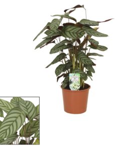 Ctenanthe Compactstar - Fiskebensplante 17 cm