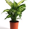 Dieffenbachia - Prikkblad Camilla 12 cm