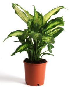 Dieffenbachia - Prikkblad Camilla 12 cm