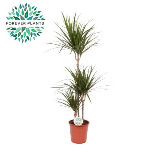 Dracaena Marginata 3 stam - Dragetre 24 cm