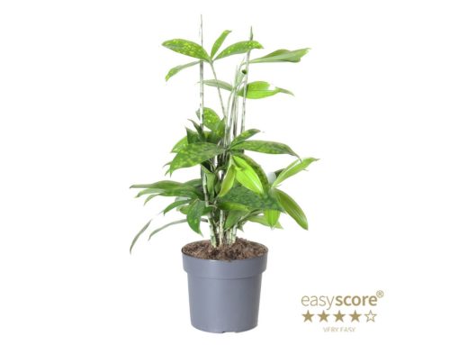 Dracaena Surculosa - Dragetre 17 cm