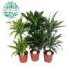 Dracaena Deremensis 3 stam - Dragetre 21 cm