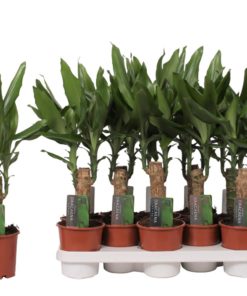 Dracaena Fragrans 1 stam - Dragetre 11 cm