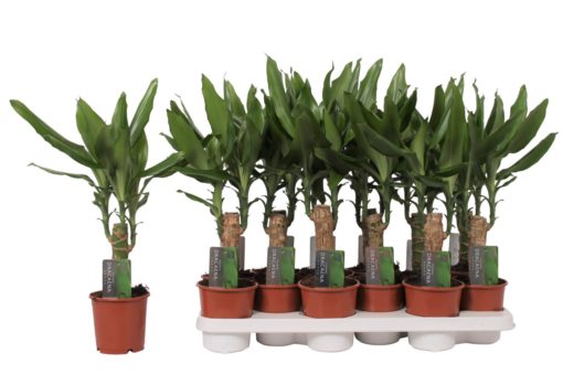 Dracaena Fragrans 1 stam - Dragetre 11 cm