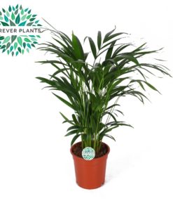 Dypsis Lutescens - Areca 17 cm